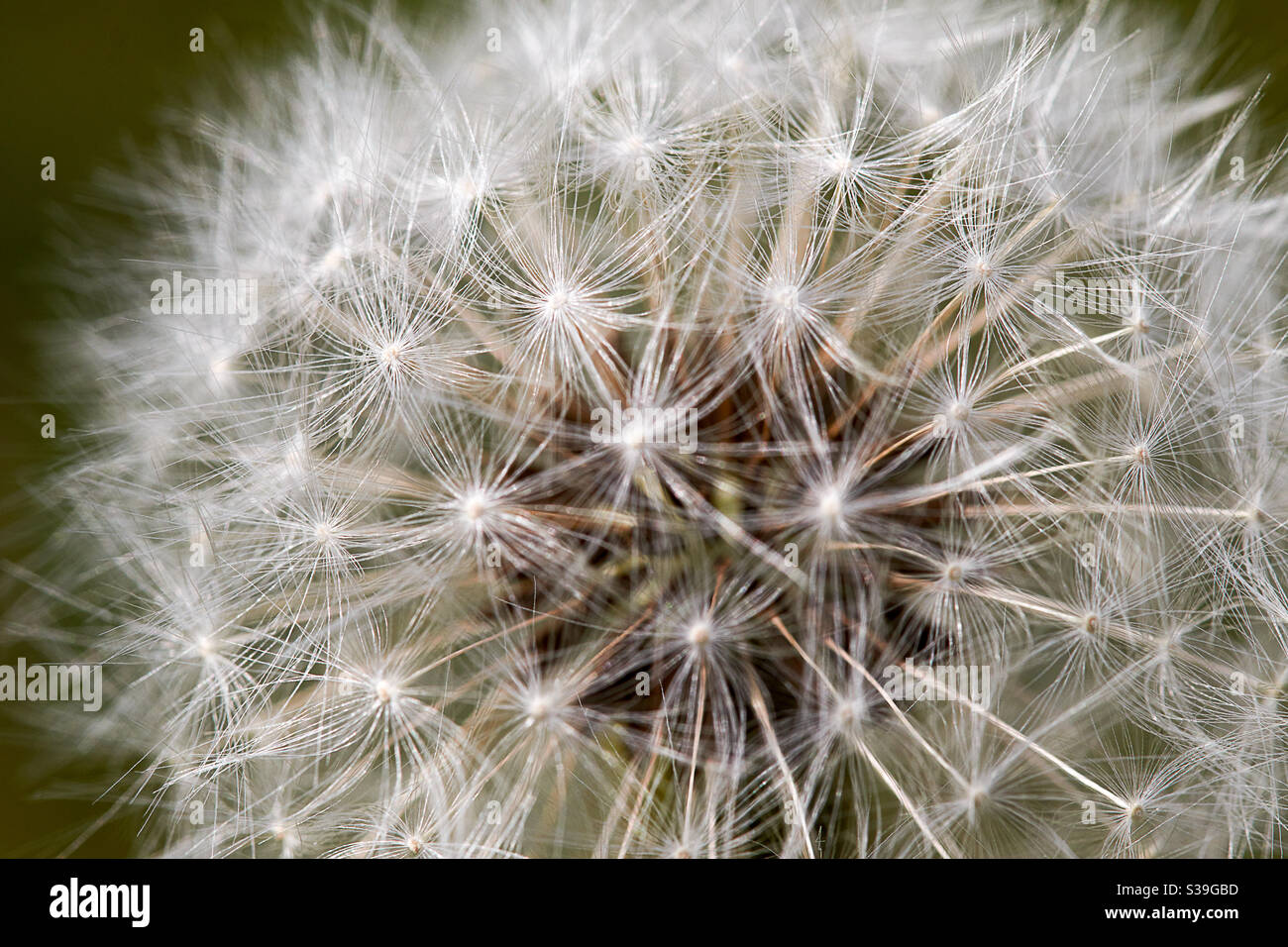 Dandelion from above. the flower is ripe and forms the typical round ball of fine white seeds reminiscent of parachutes. everything in front of a green blurred background Stock Photo