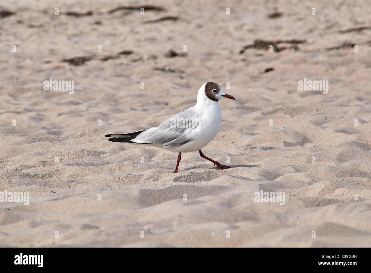 Black-headed gull Chroicocephalus ridibundus runs across the beach on the search for food in fine sand. The red beak is clearly visible Stock Photo