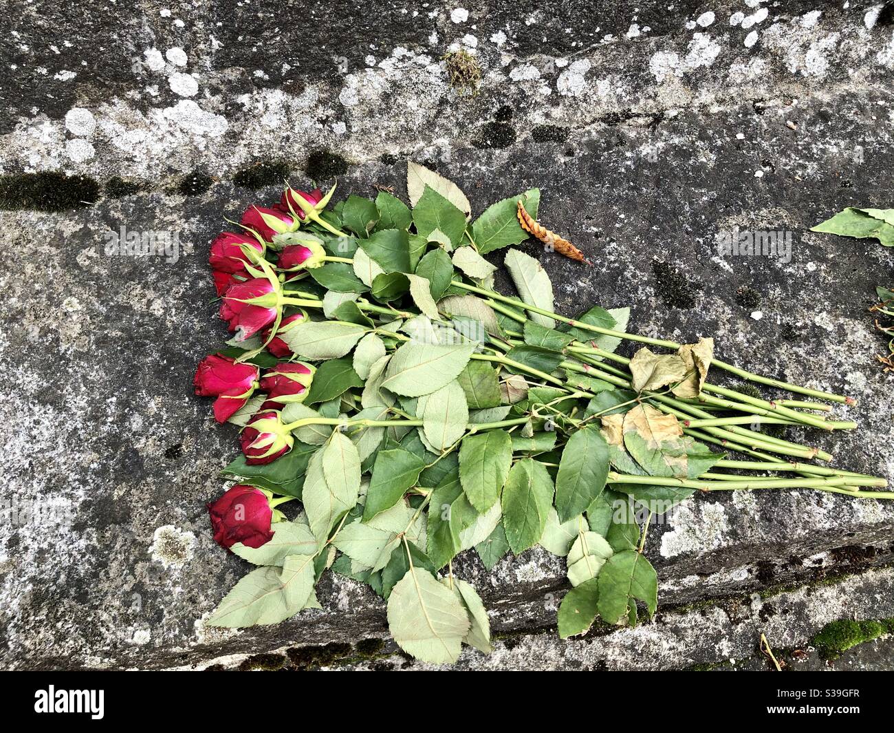 Red roses on a grave Stock Photo Alamy