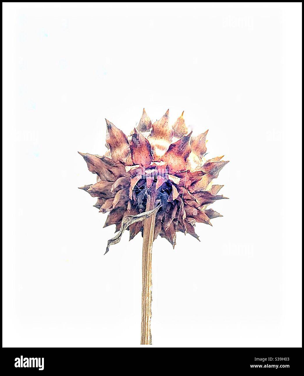 Dried Artichoke flower Stock Photo Alamy