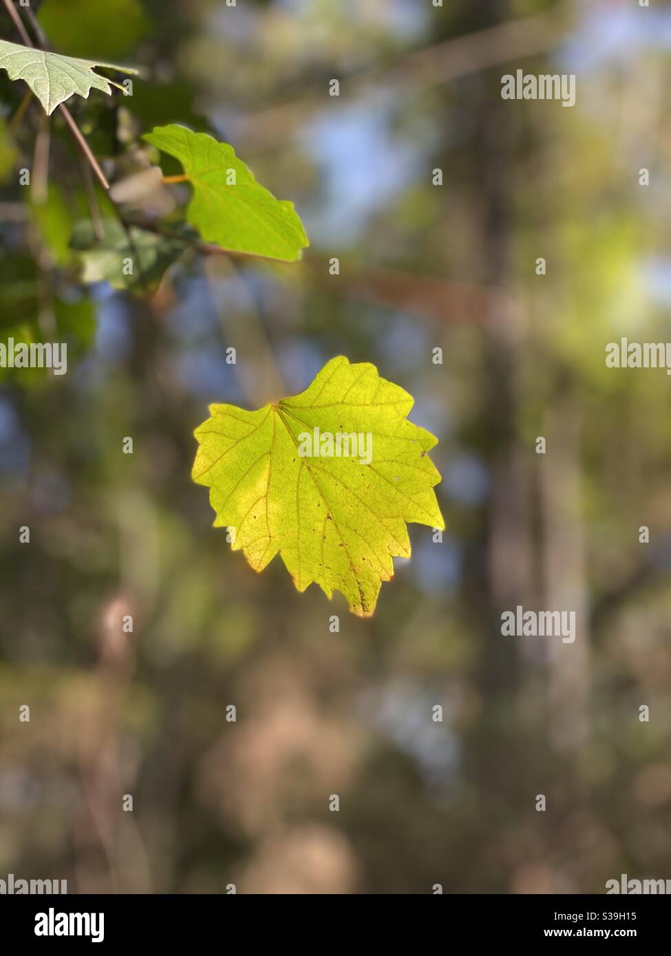 Sun shining on a single wild grape leaf in the forest - Smartphone Captured Stock Image