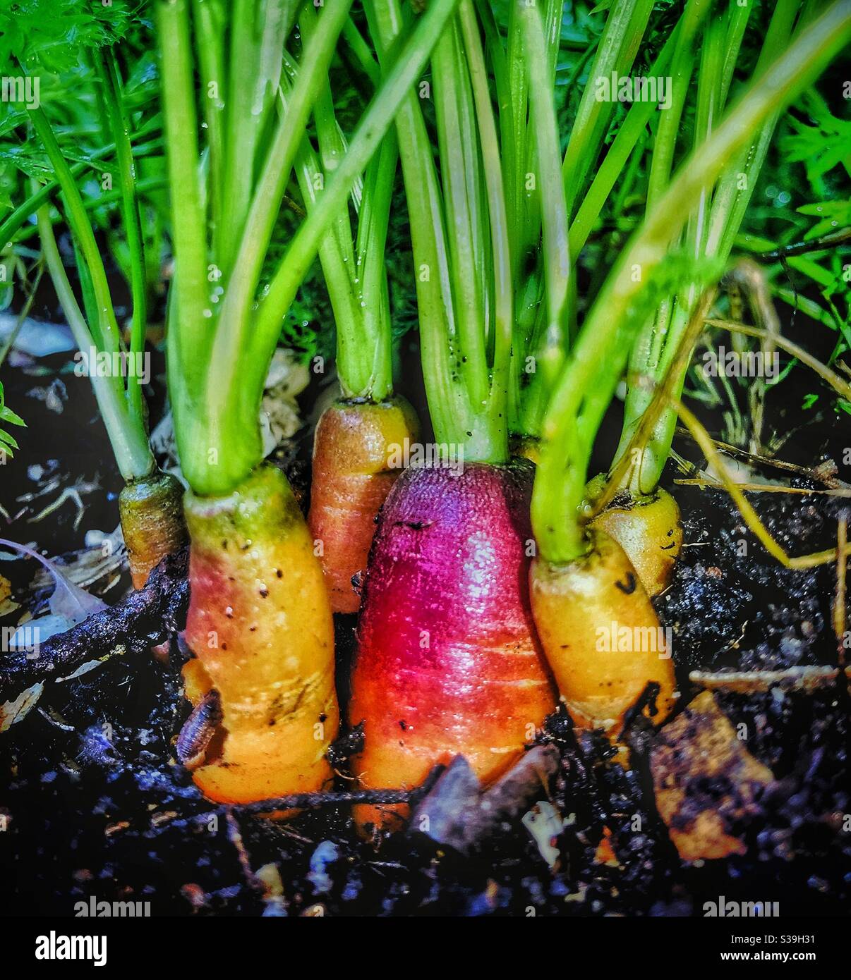 Carrots ready for harvesting. - Smartphone Captured Stock Image