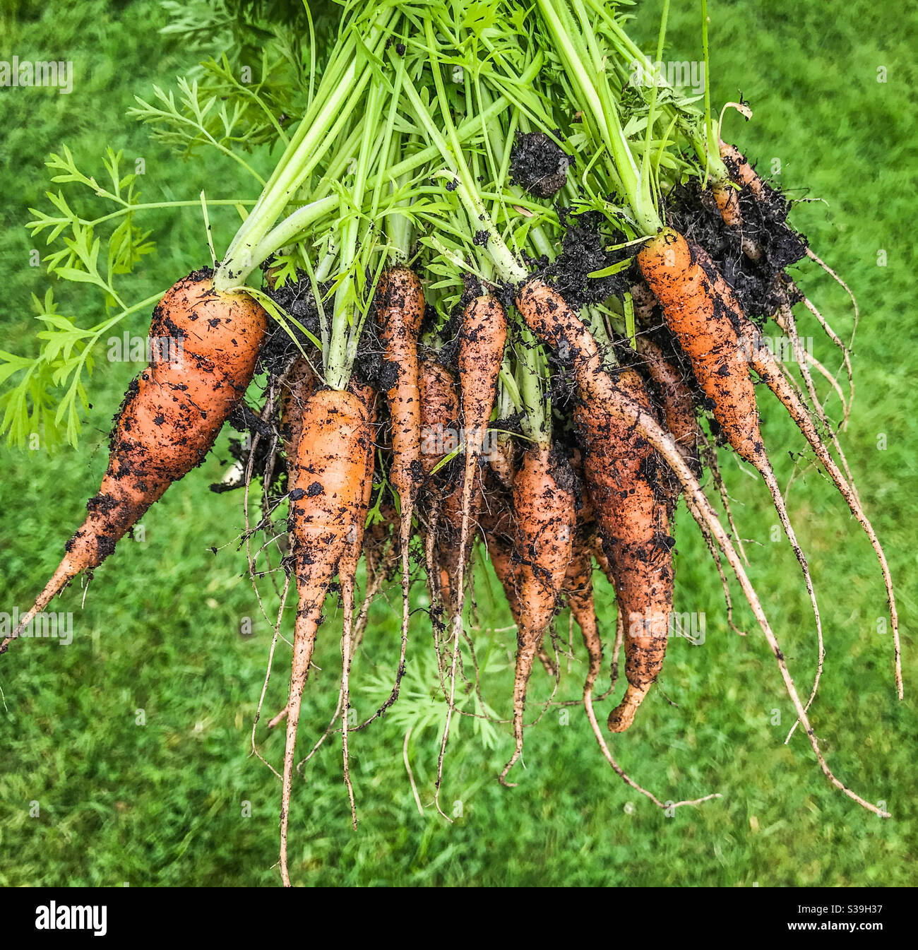 Small dirty carrots which were planted too close to each other Stock
