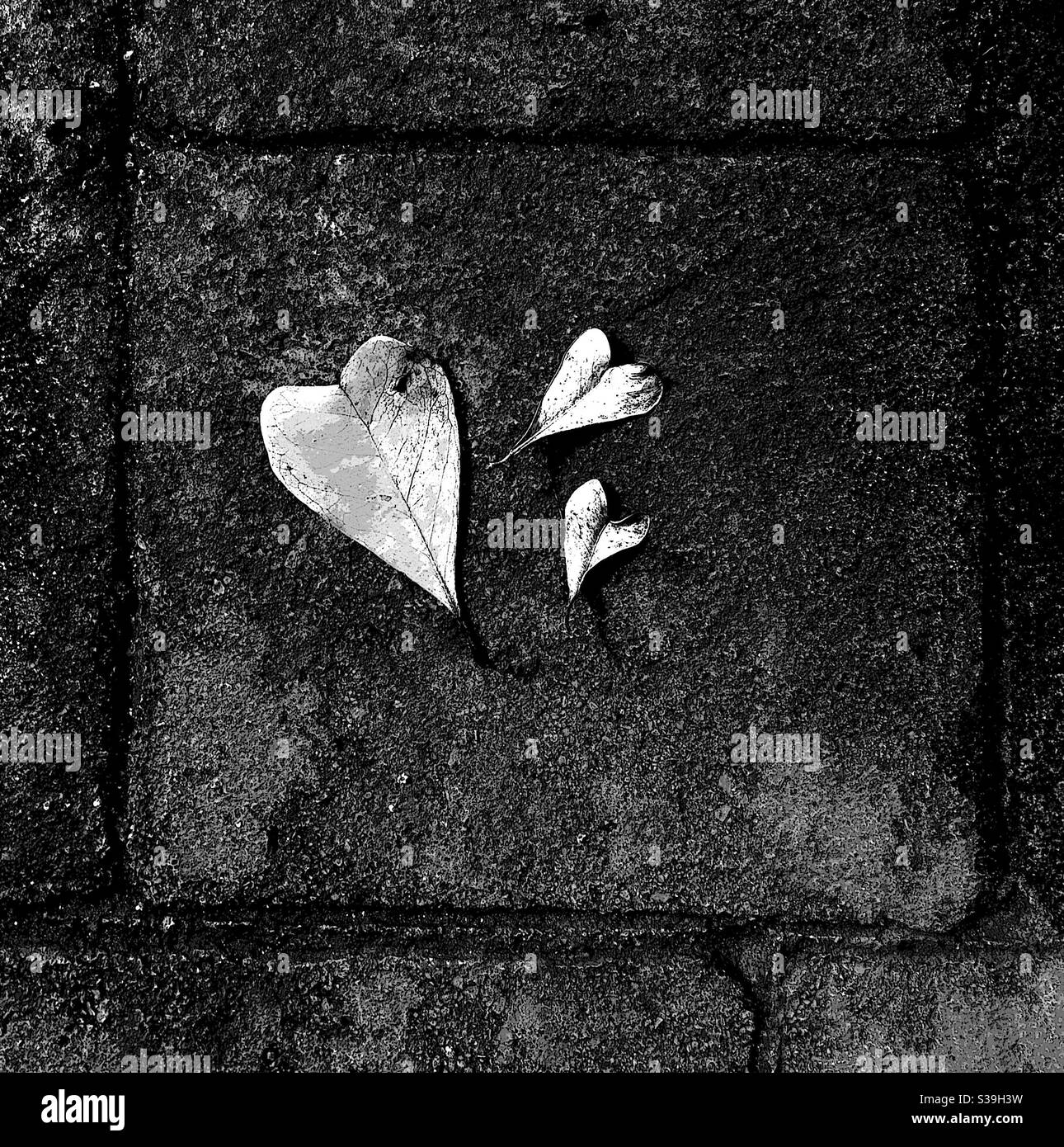 Monochromatic photograph of three heart shaped leaves on a concrete floor. - Smartphone Captured Stock Image