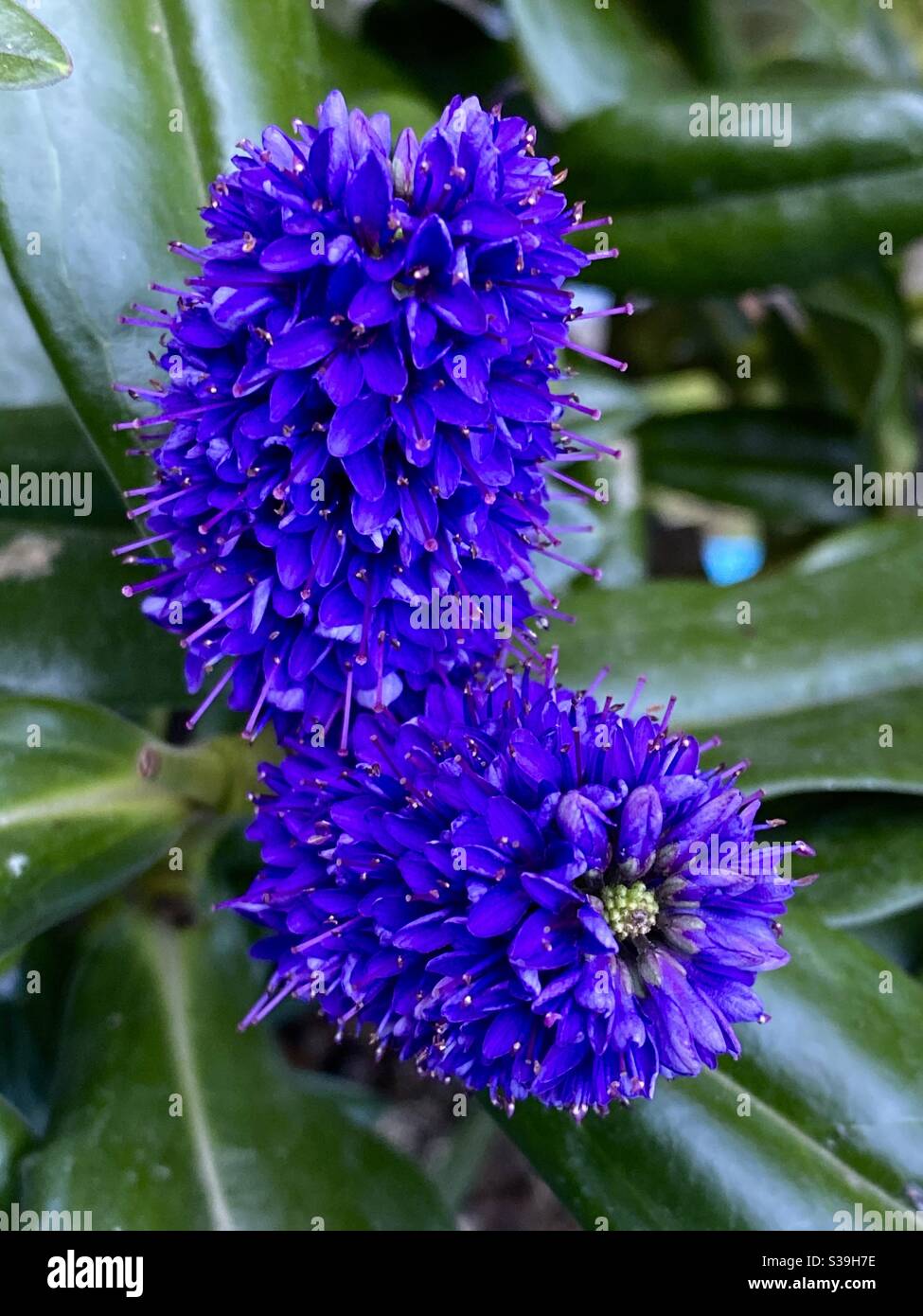 plant in bloom - Smartphone Captured Stock Image