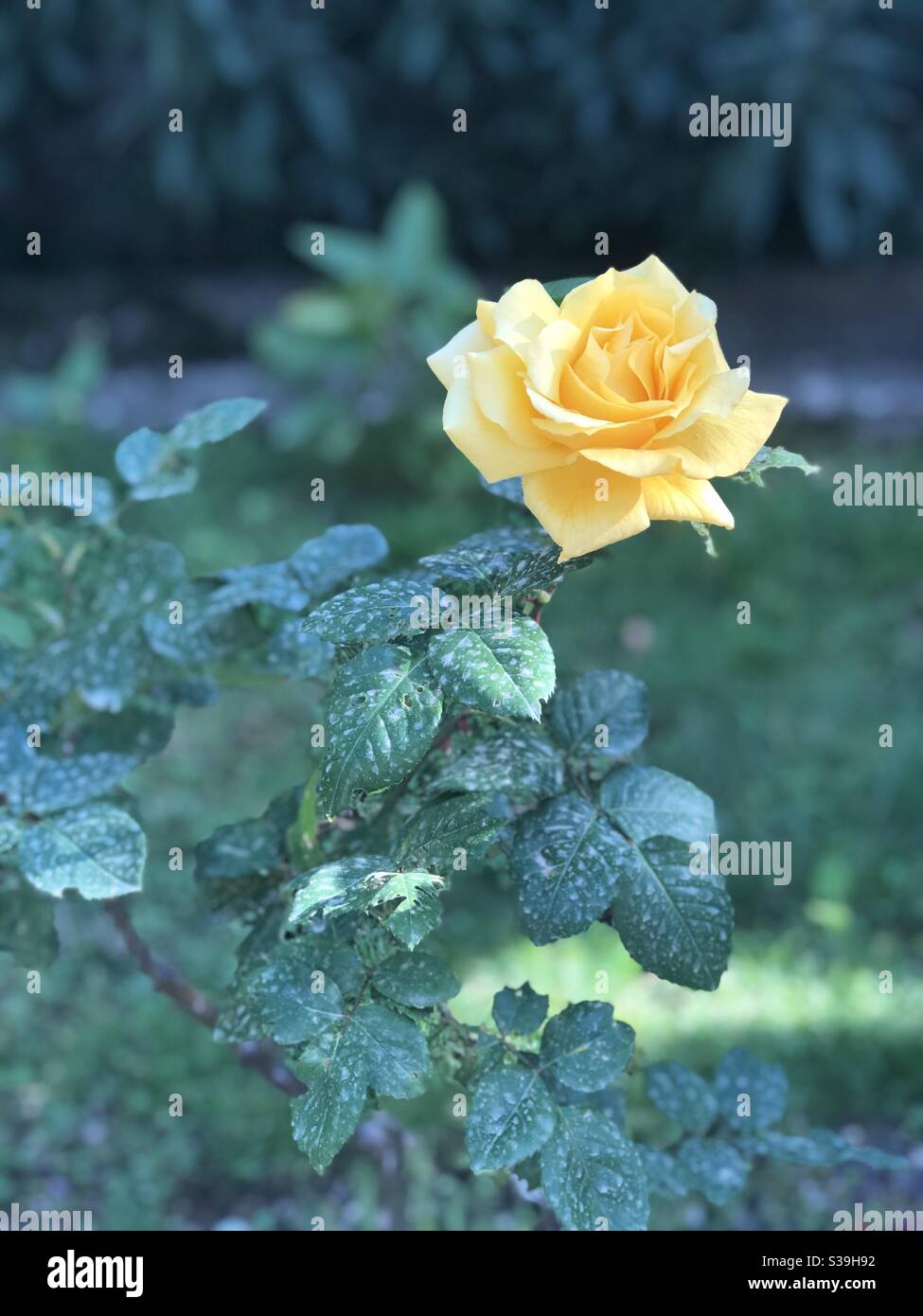 Beauty And The Beast Quotes About The Rose