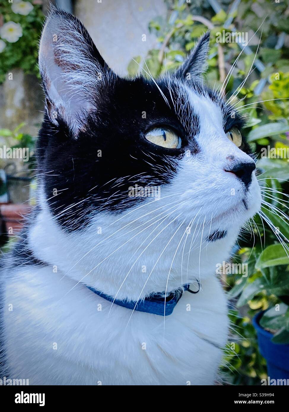 black and white cat Felix - Smartphone Captured Stock Image