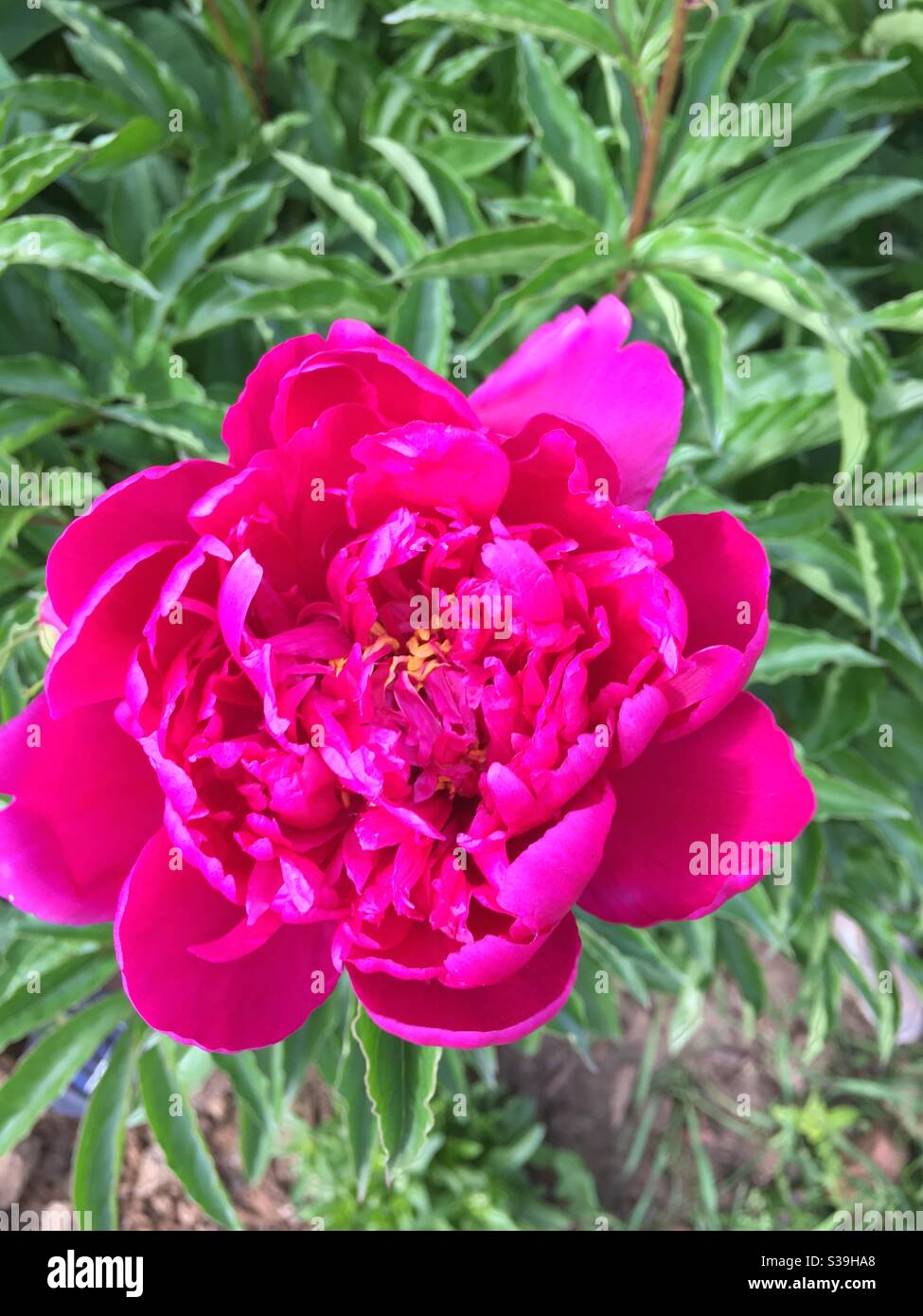 Peony blooming in garden in spring. Stock Photo