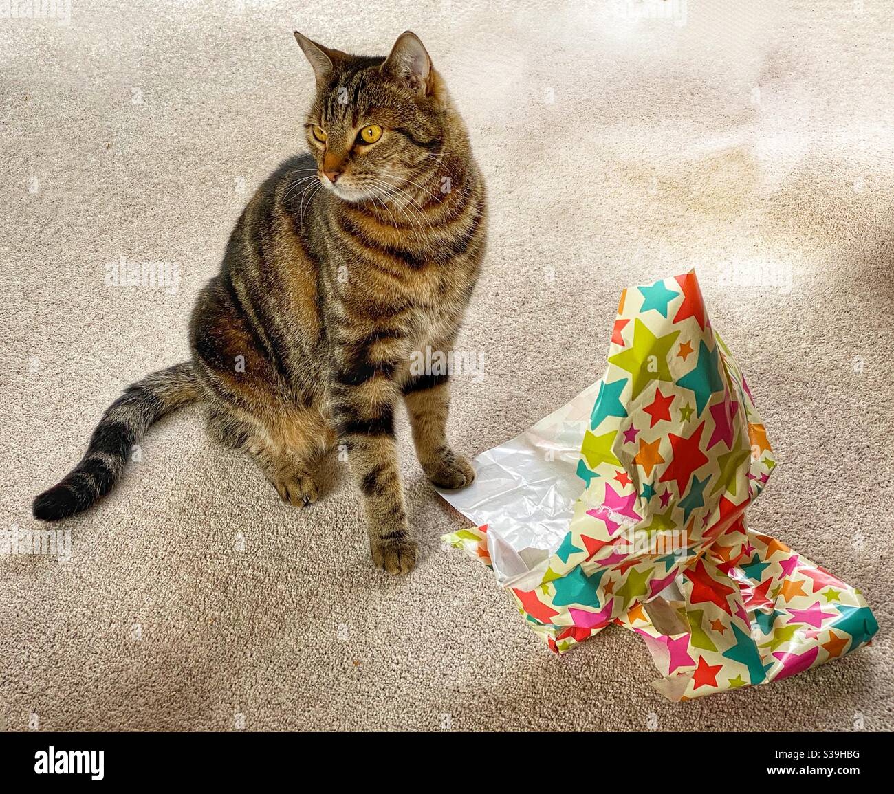 Cat and wrapping paper Stock Photo - Alamy
