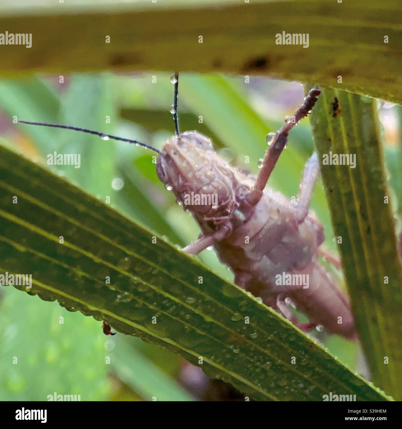Perspective, Grasshopper stretched between two orchid leaves looking down on you Stock Photo