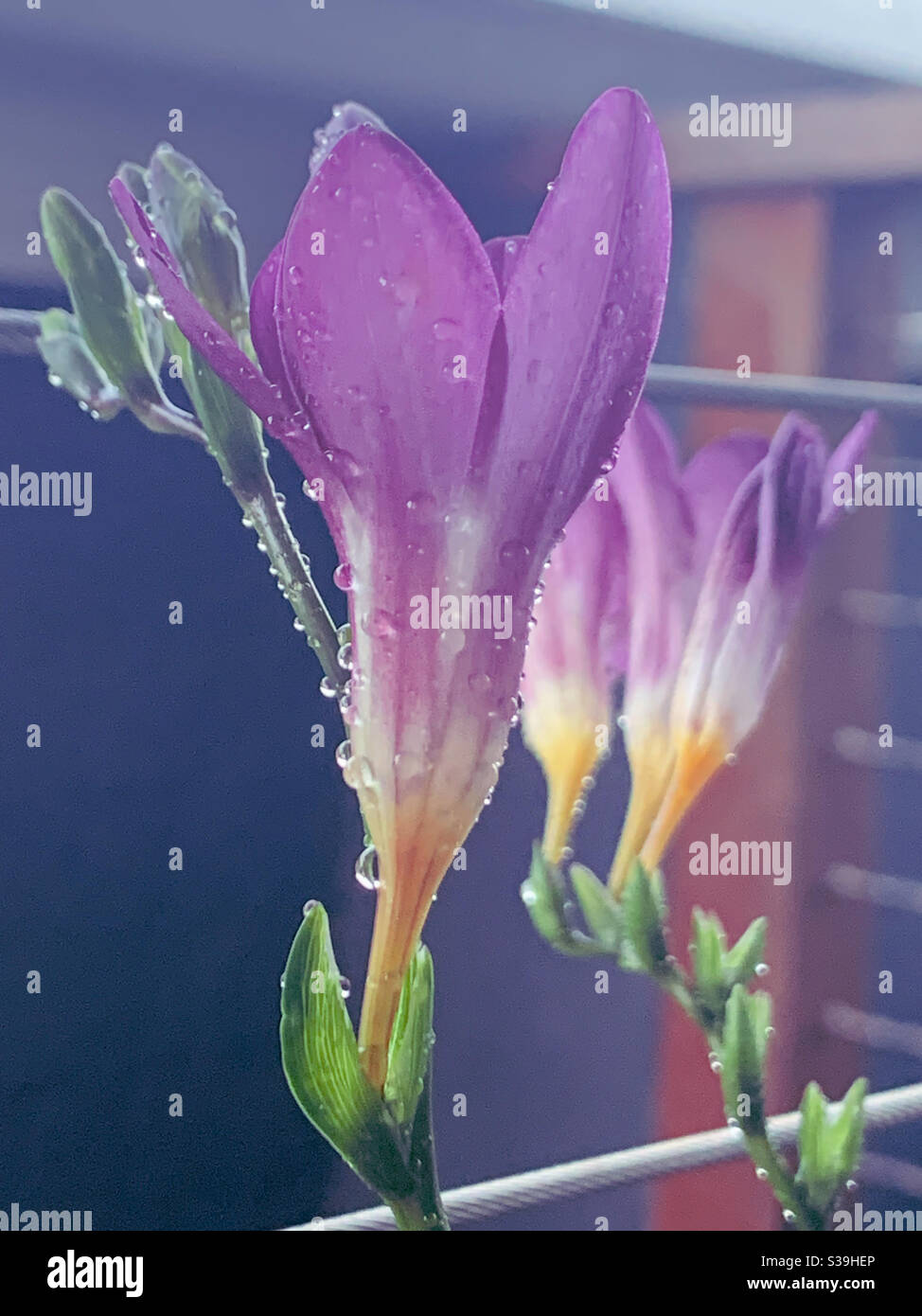 Wet purple Freesias in the sunlight in the garden, flowers opening - Smartphone Captured Stock Image