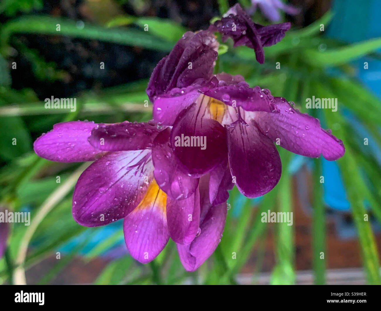 Two dainty and fragrant Purple freesia flowers with water droplets in front of green foliage - Smartphone Captured Stock Image