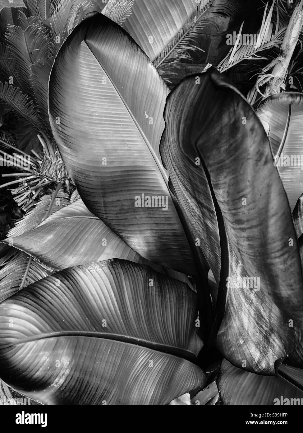 Closeup of Ensete ventricosum Maurelii plant leaves in black and white. - Smartphone Captured Stock Image