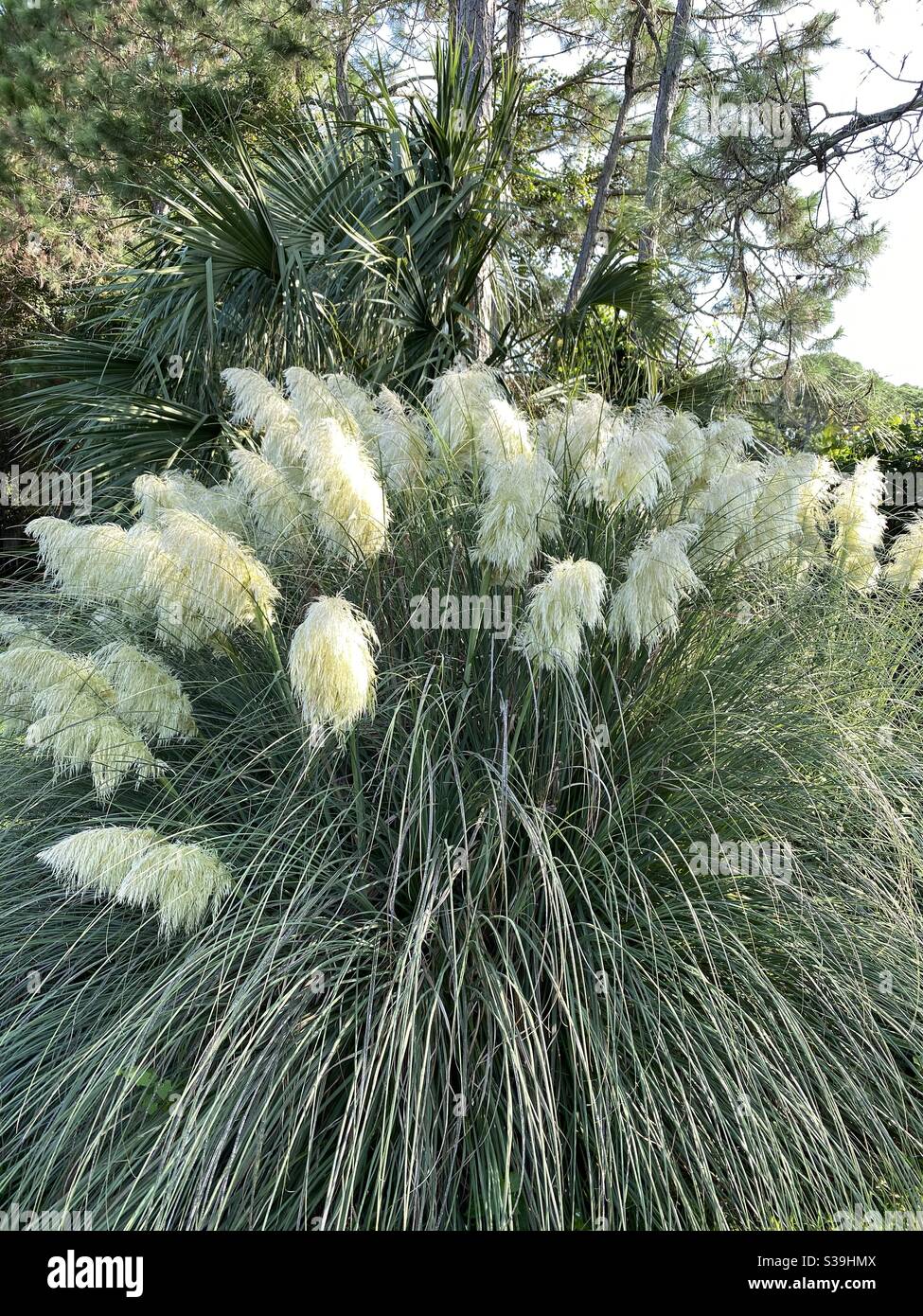 Pampas grass and tree background - Smartphone Captured Stock Image
