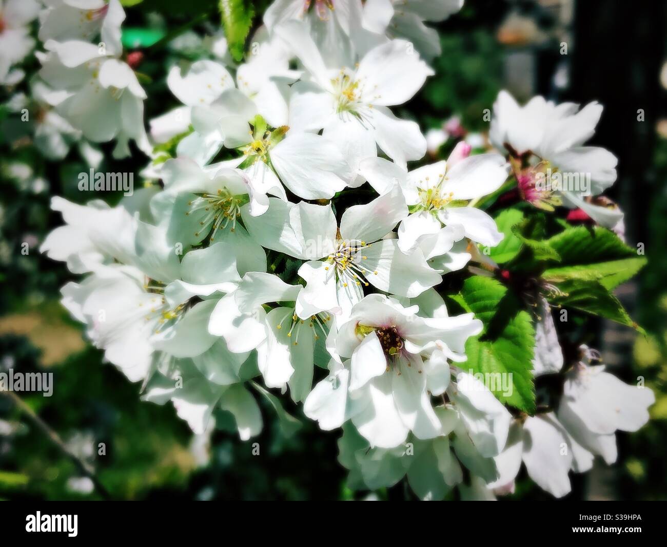 White cherry blossom flowers Stock Photo