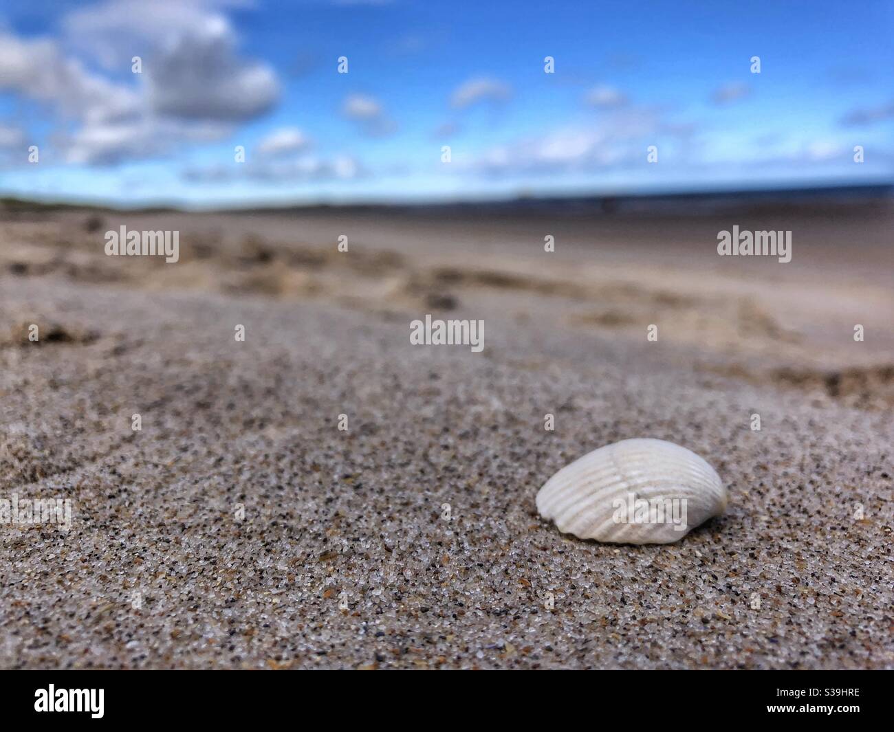 Sea shell on Ross Back Sands Northumberland - Smartphone Captured Stock Image