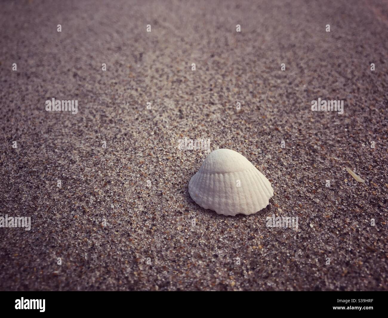 Sea shell on Ross Back Sands Northumberland - Smartphone Captured Stock Image