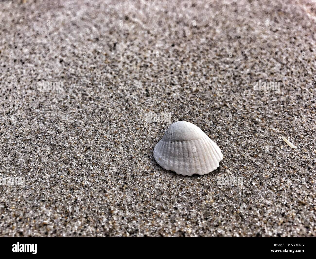Sea shell on Ross Back Sands Northumberland - Smartphone Captured Stock Image