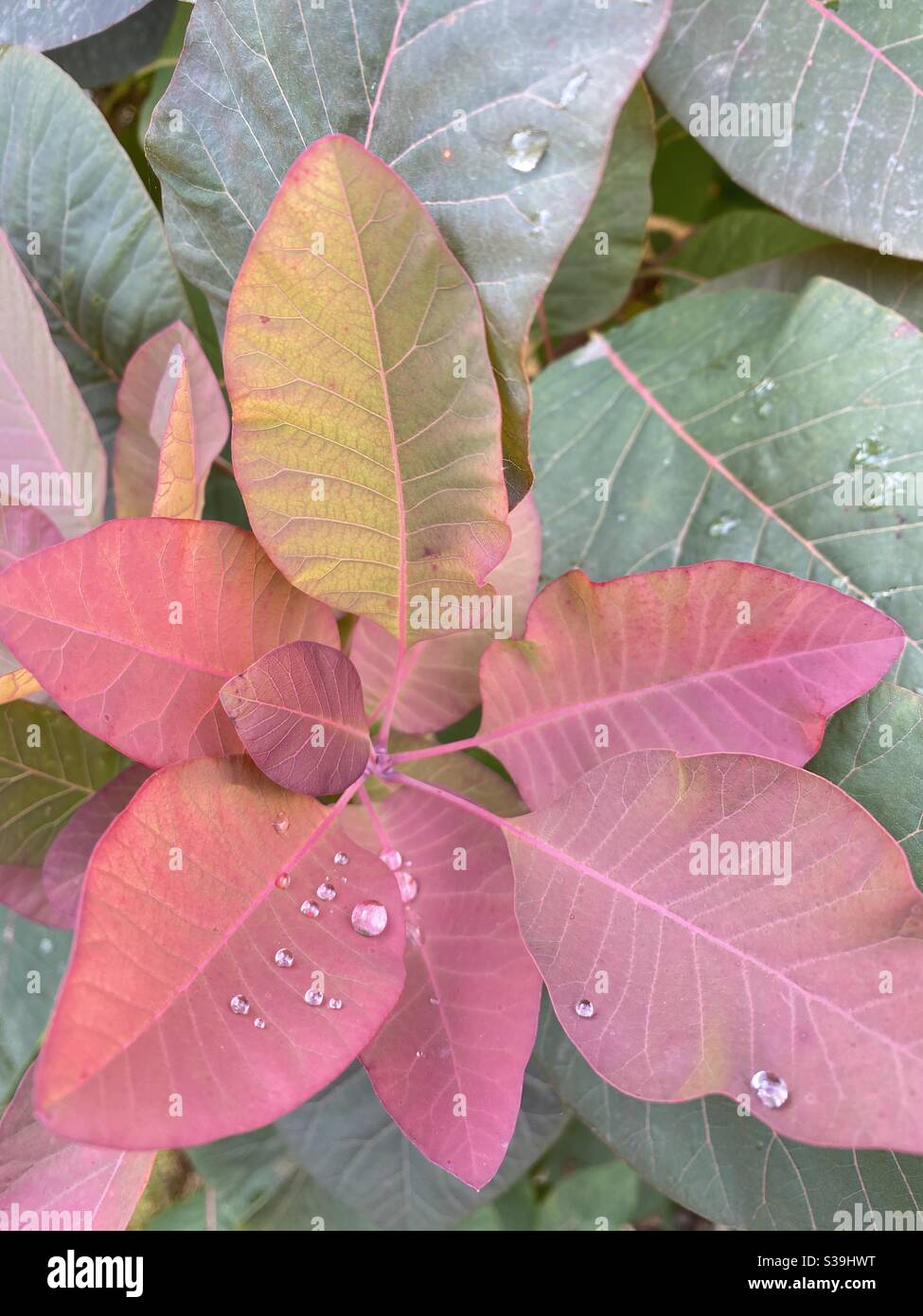 Raindrops on leaf Stock Photo