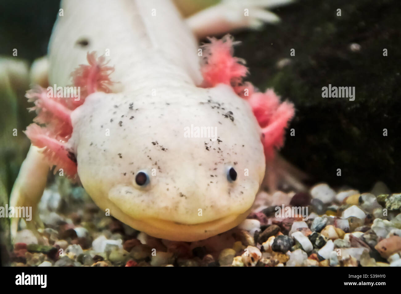leucist axolotl with black eyes and pink external gills Stock Photo