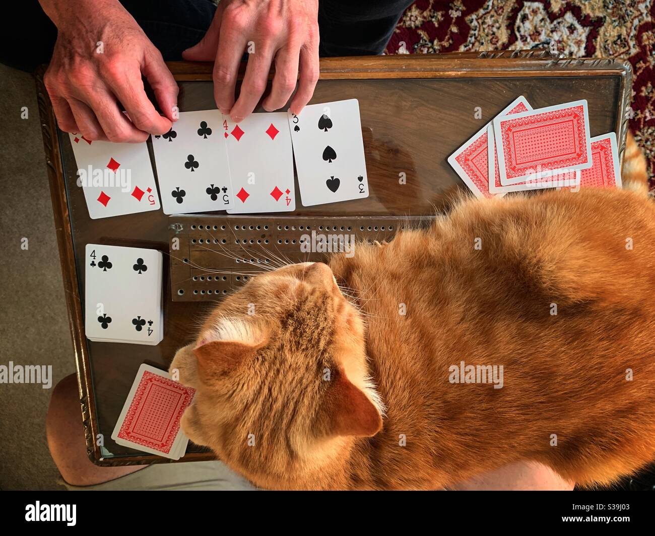 Pet domestic cat hindering couple playing game of cribbage cards. Stock Photo