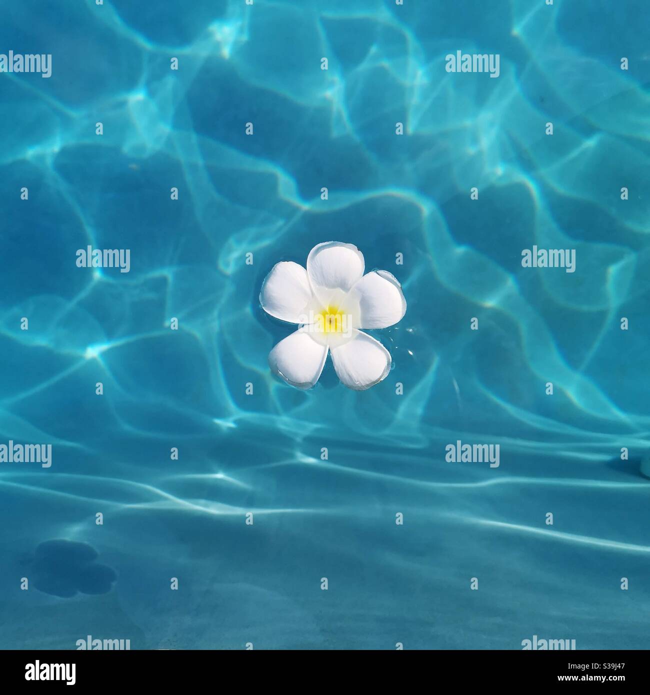 One frangipani flower floating in turquoise blue water Stock Photo