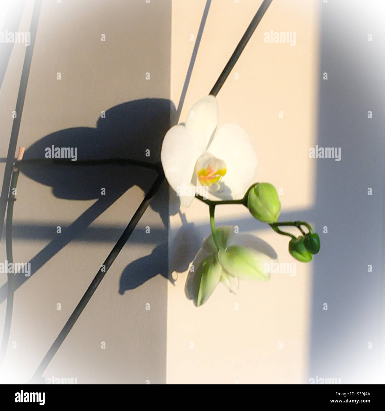 White House orchid in flower in sunlight through a window casting shadow on the wall - Smartphone Captured Stock Image