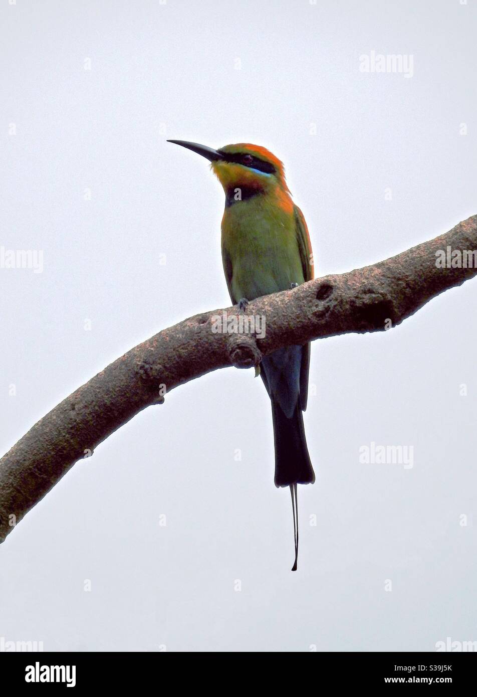 Rainbow Bee-eater on Perch Stock Photo