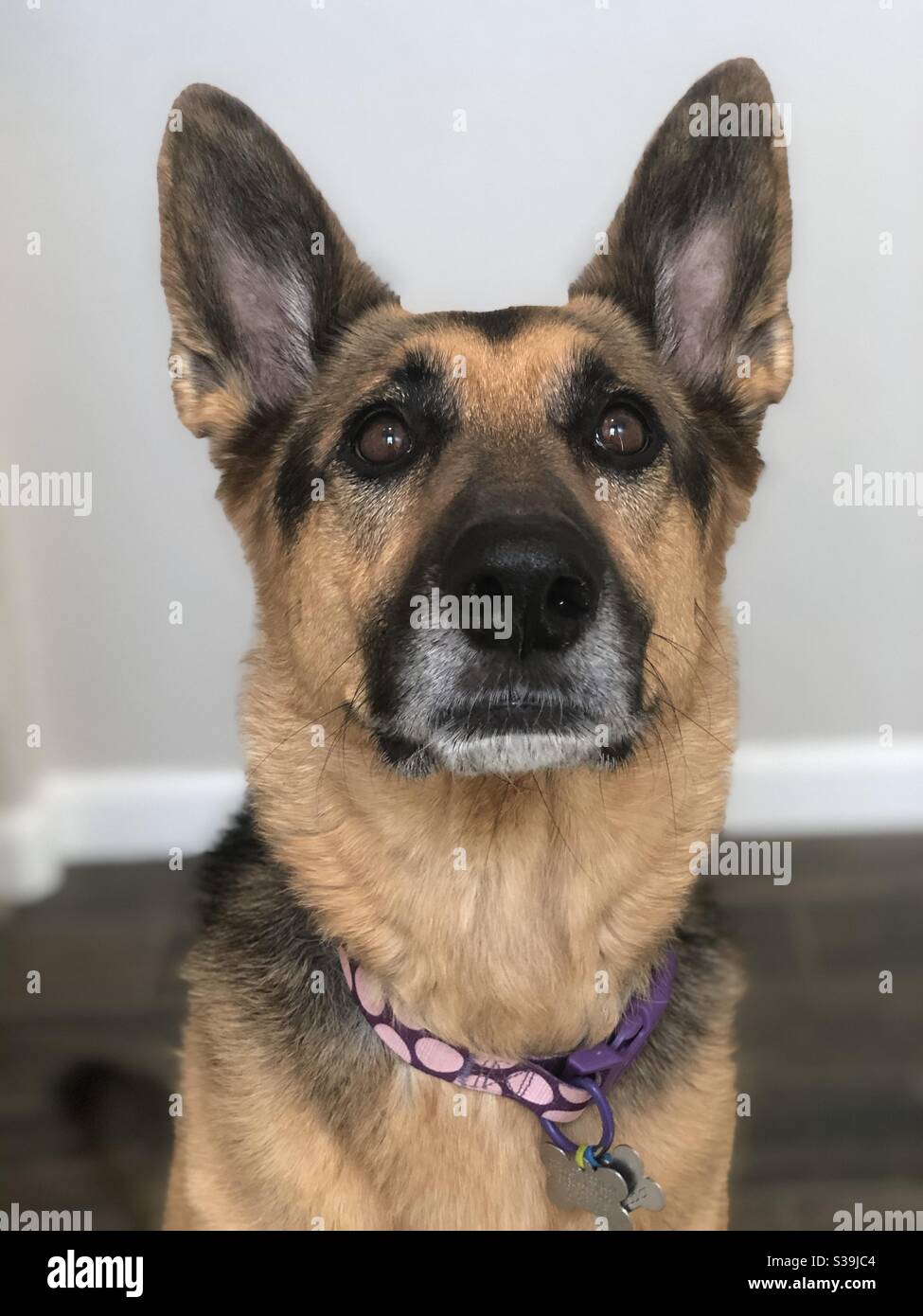 German Shepherd Dog looking at the camera while sitting and wearing a purple and pink collar Stock Photo