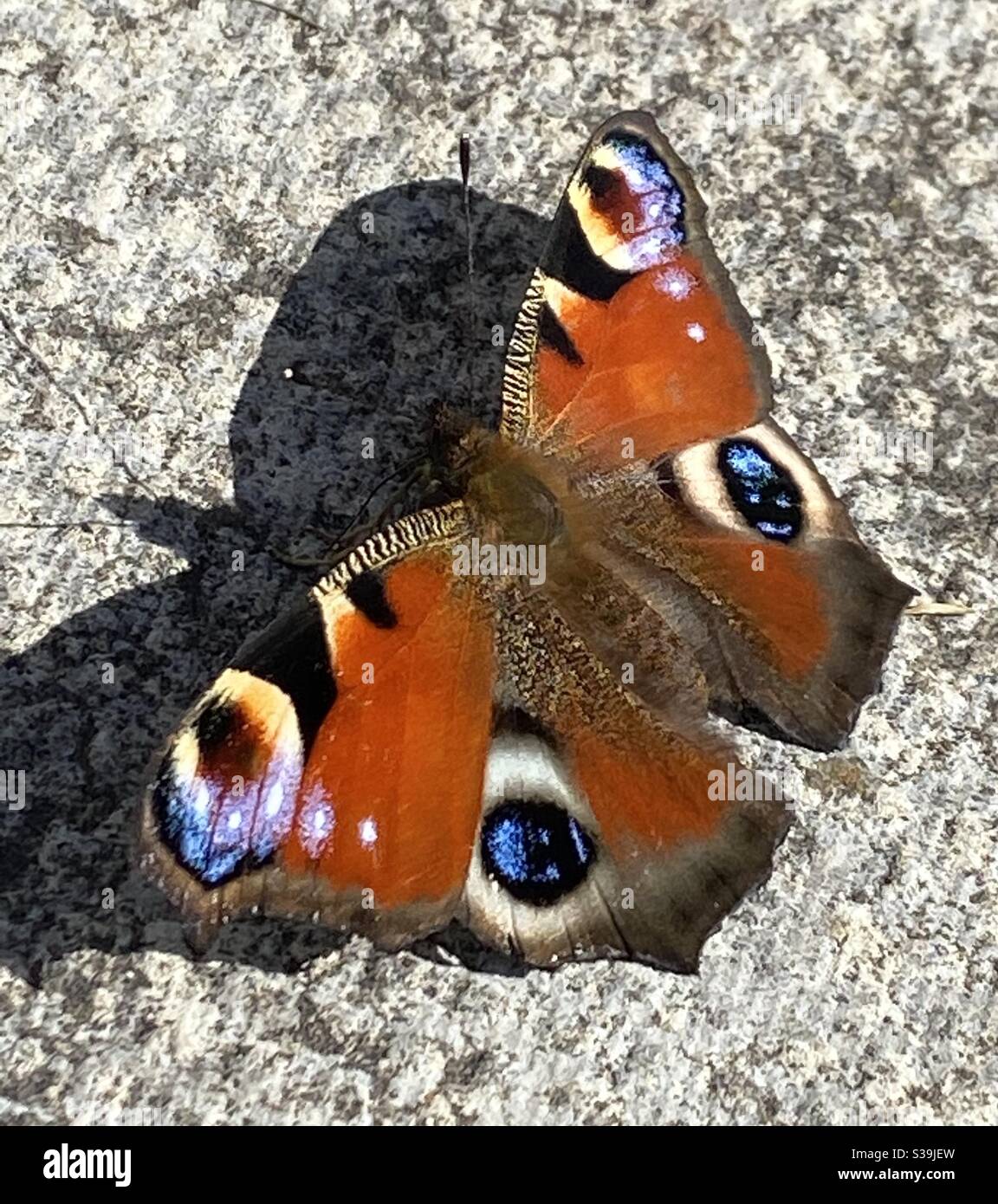 Peacock Butterfly chilling in the sunshine ? Stock Photo