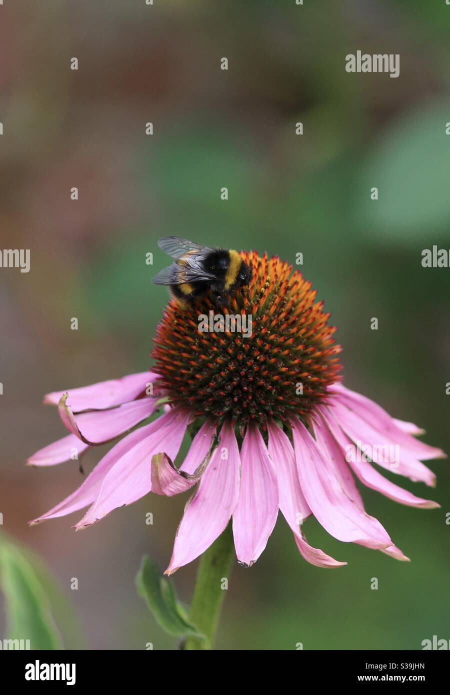 Bumblebee on an Echinacea flower at Cliveden Stock Photo
