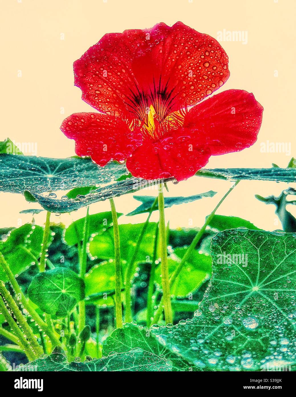 Water on a nasturtium flower. - Smartphone Captured Stock Image