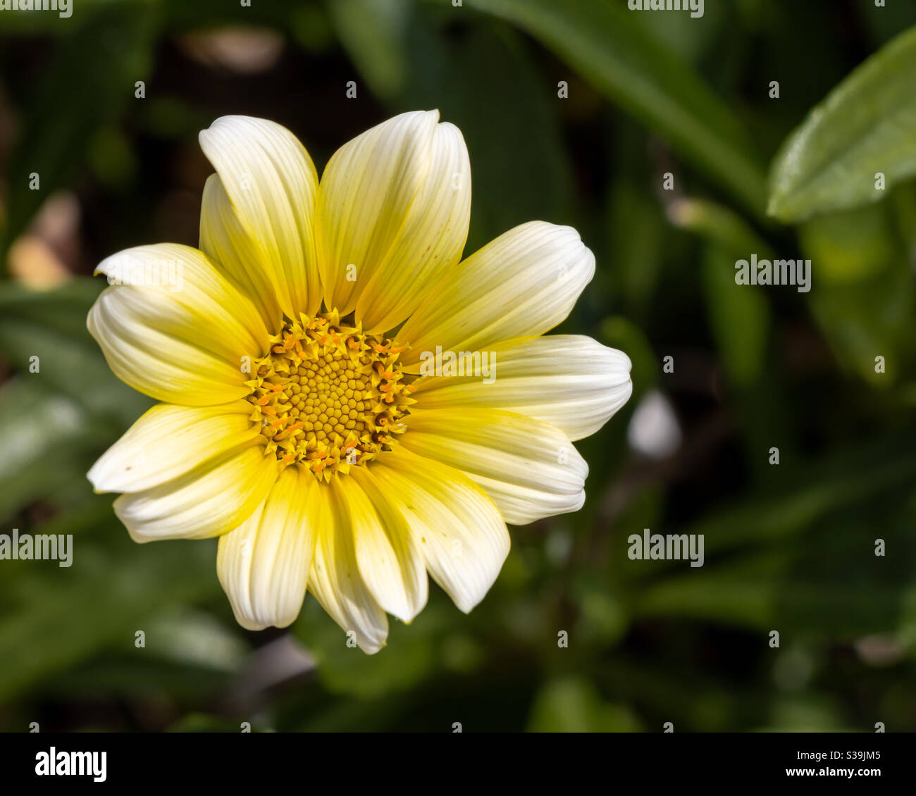 Flower yellow macro hi-res stock photography and images - Alamy