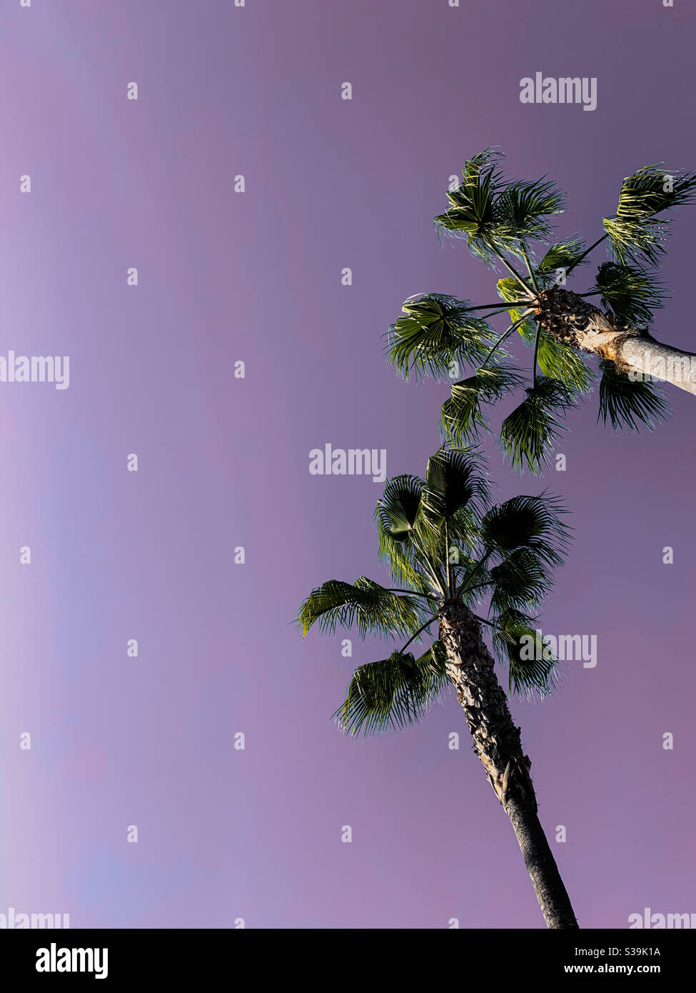 Purple sky with two palm trees. Space for copy. Stock Photo