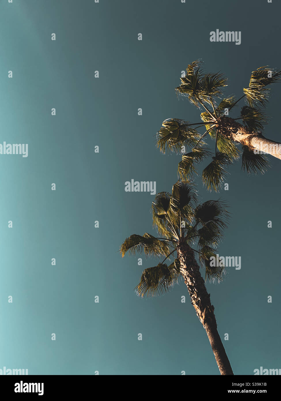 Looking up at two tall palm trees on a clear sunny day. Space for text. - Smartphone Captured Stock Image Looking up at two tall palm trees on a clear sunny day. Space for text. - Smartphone Captured Stock Image