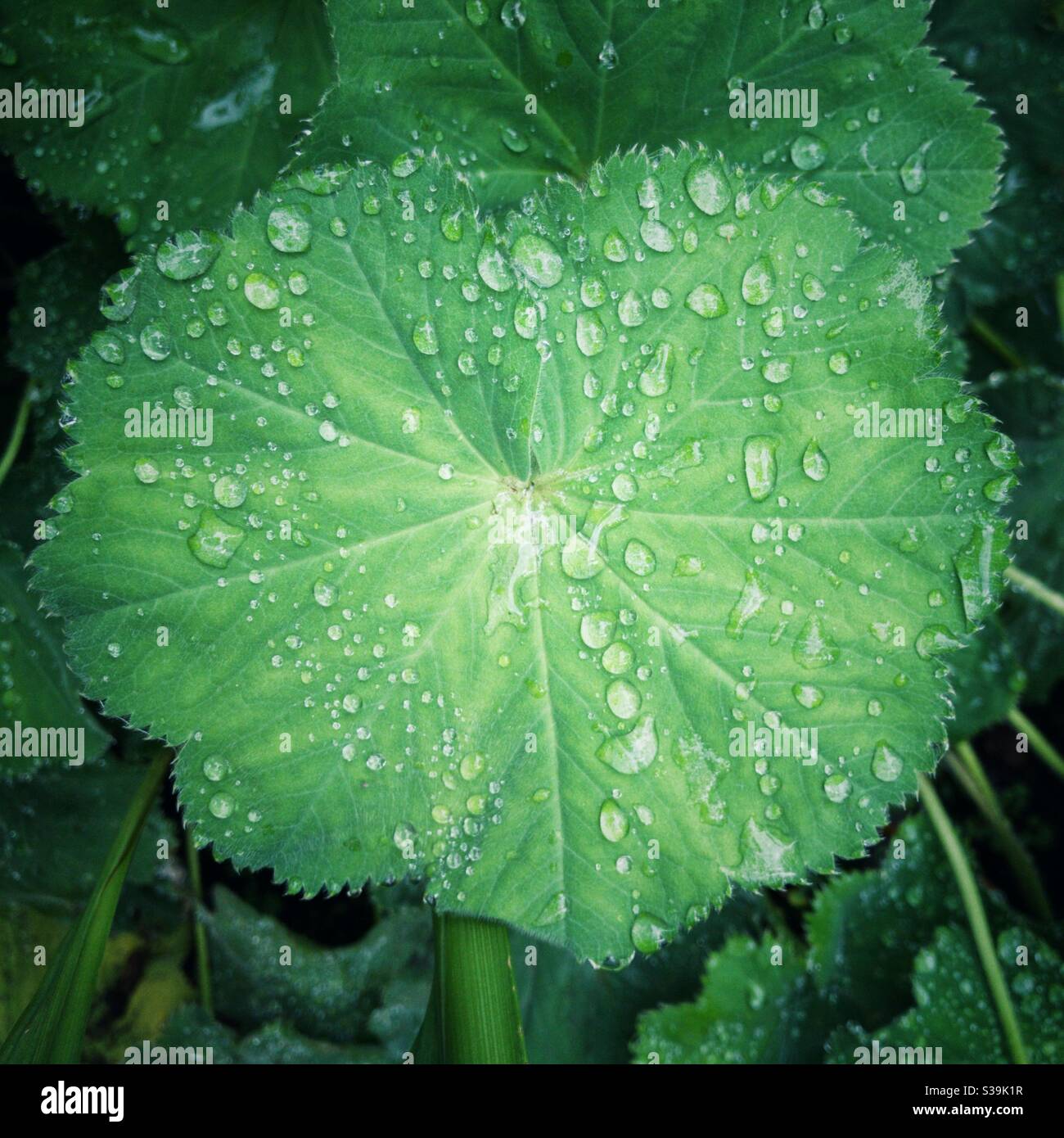 Raindrops on plant leaf. - Smartphone Captured Stock Image
