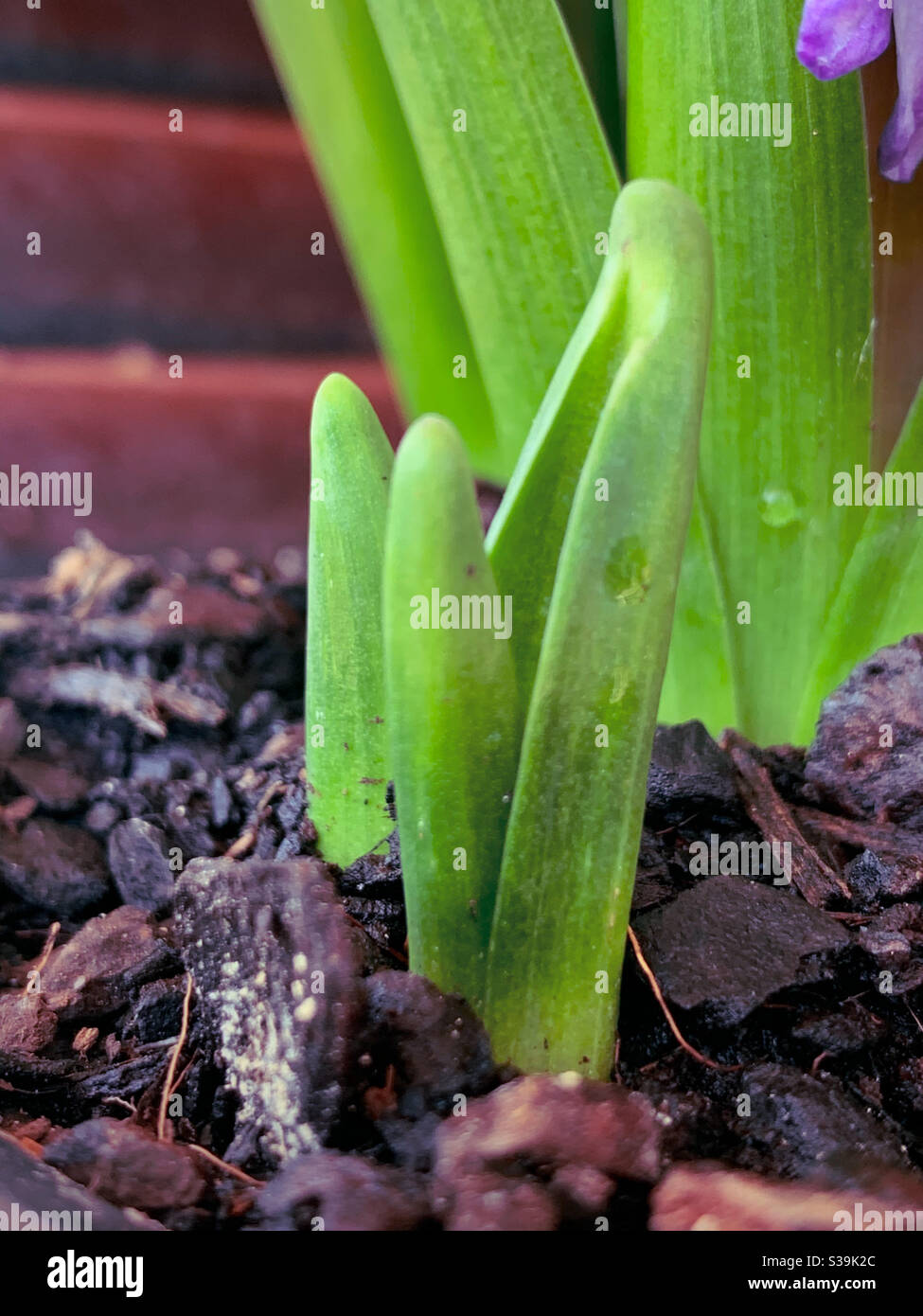 New growth, Hyacinth leaves shooting upfront the bulbs under the soil, plants Stock Photo