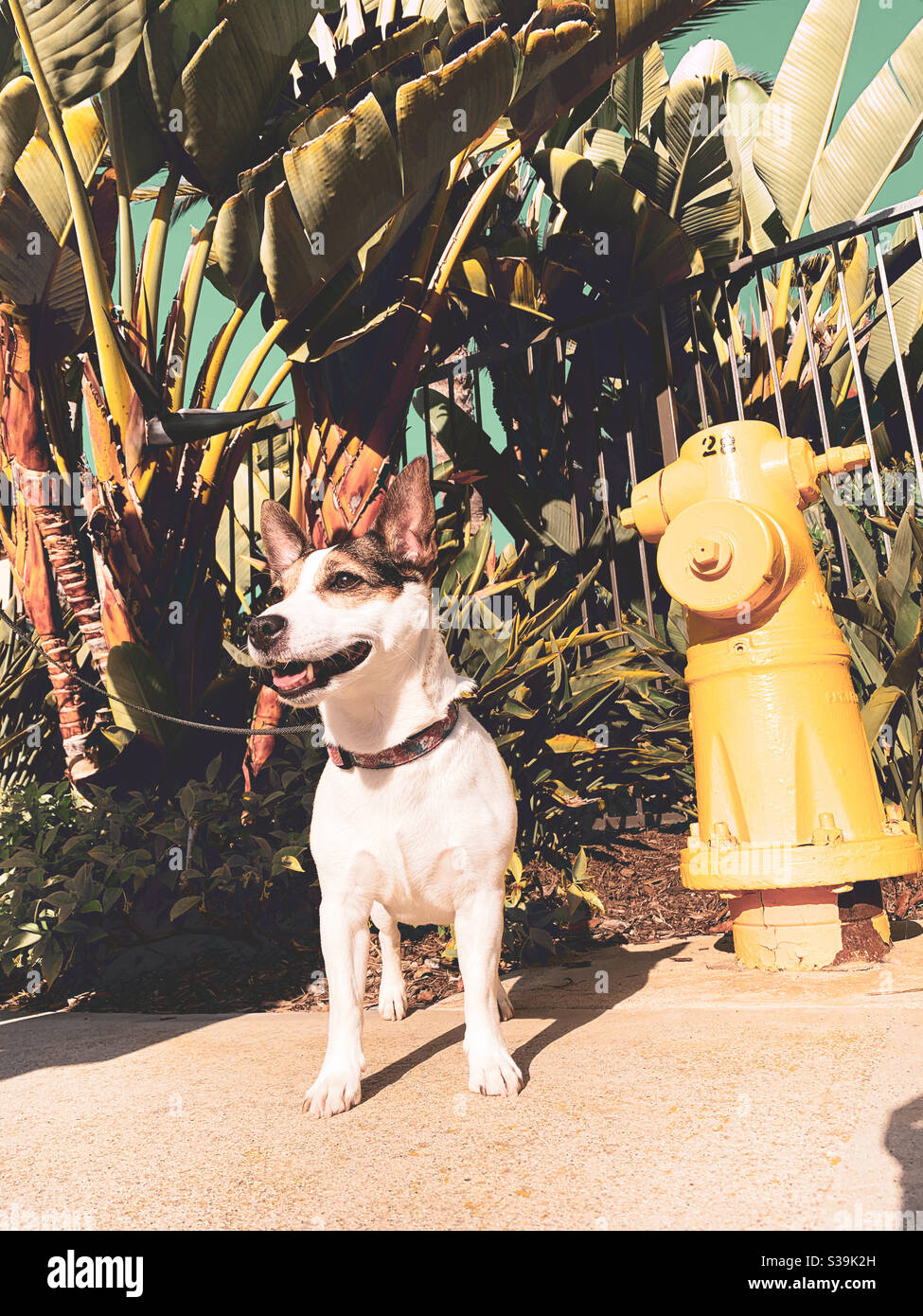 Low angle view of a Jack Russell Terrier dog in front of a yellow fire hydrant with tropical foliage in the background. Stock Photo