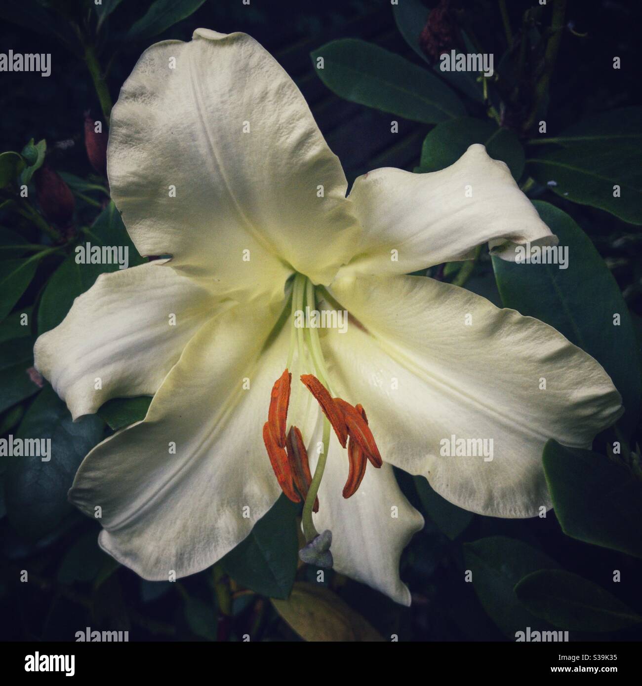 White lily hi-res stock photography and images - Alamy