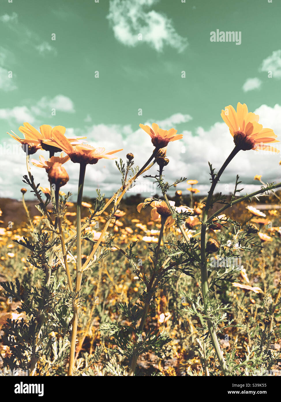 Low angle view of yellow wildflowers in a field under a sunny spring sky - Smartphone Captured Stock Image