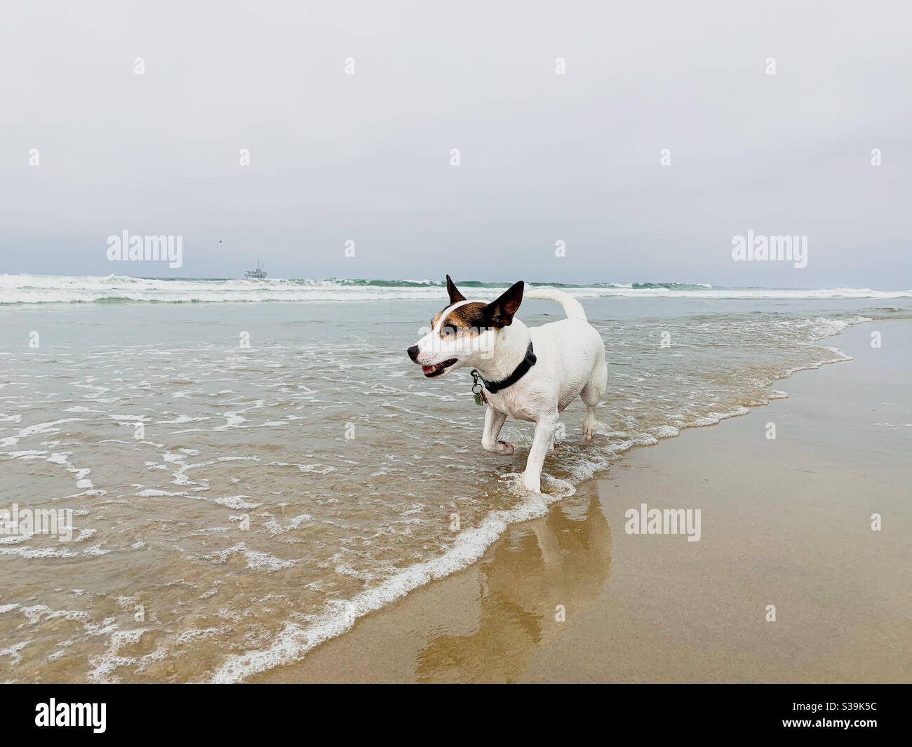 Jack Russell Terrier dog running through water on a sandy beach. - Smartphone Captured Stock Image