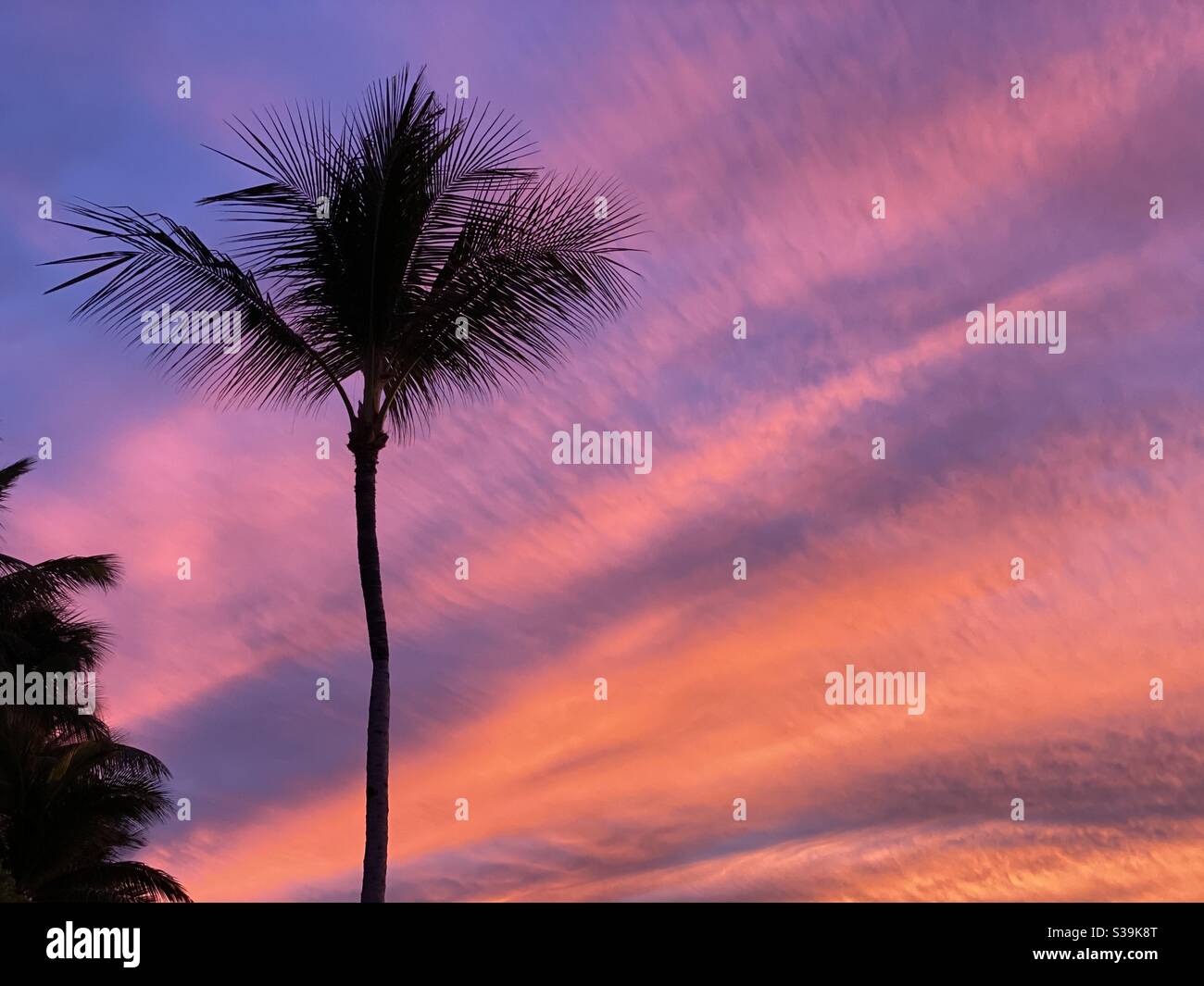 Hawaiian palm hi-res stock photography and images - Alamy