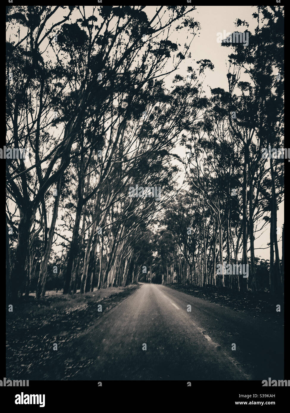 Tree lined road, heavy use of filters. - Smartphone Captured Stock Image