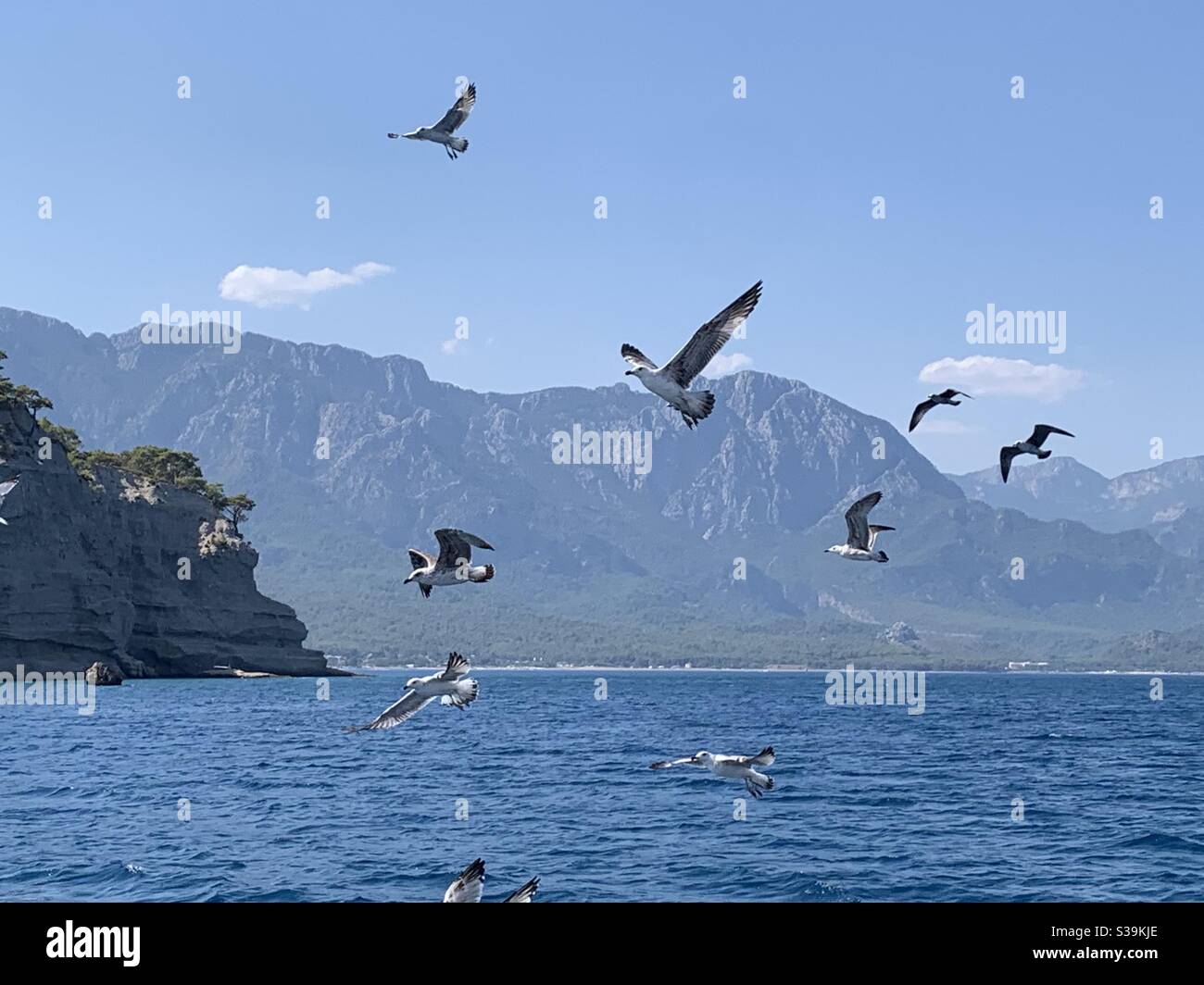 Seagulls flying off the coast of Kemer turkey with mountains in the background - Smartphone Captured Stock Image
