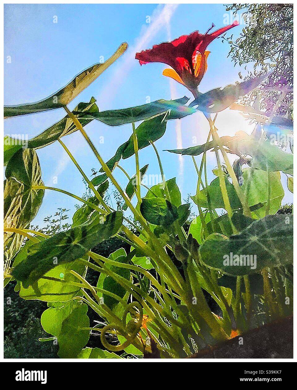 Nasturtium flower and leaves. - Smartphone Captured Stock Image