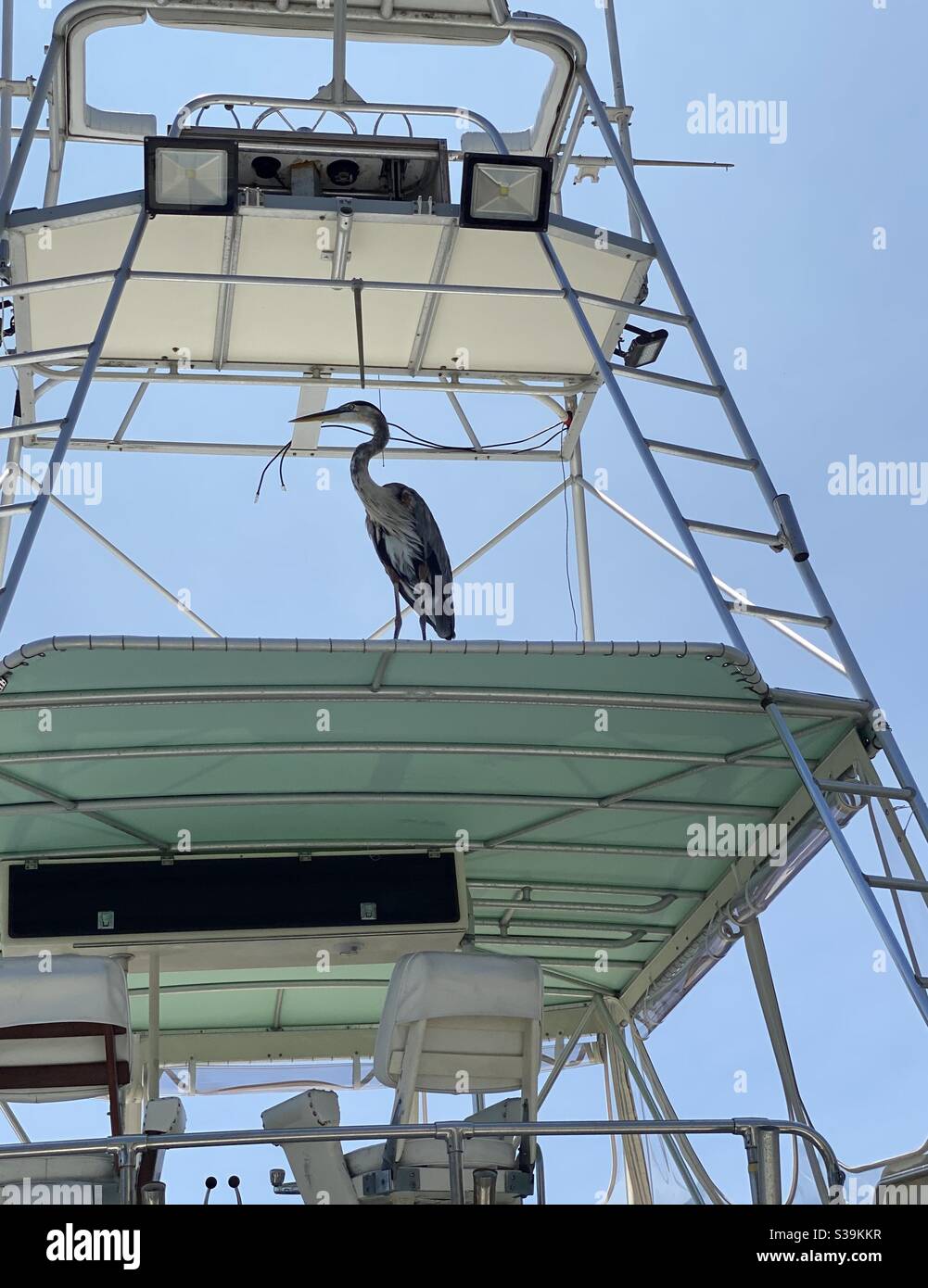 Great blue heron perched at the top of a large yacht - Smartphone Captured Stock Image
