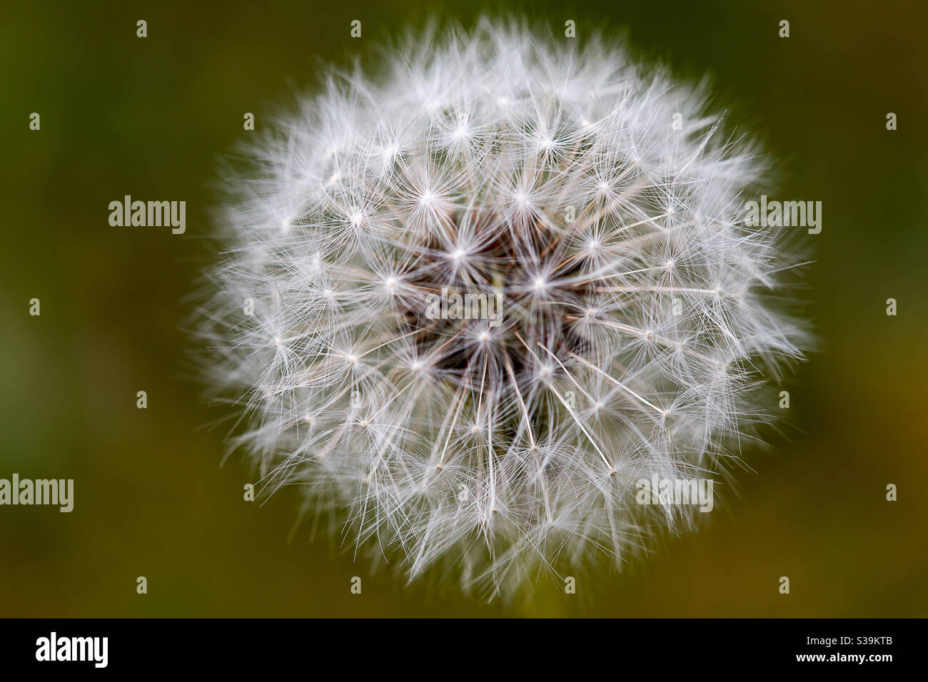 Dandelion from above. the flower is ripe and forms the typical round ball of fine white seeds reminiscent of parachutes. everything in front of a green blurred background Stock Photo
