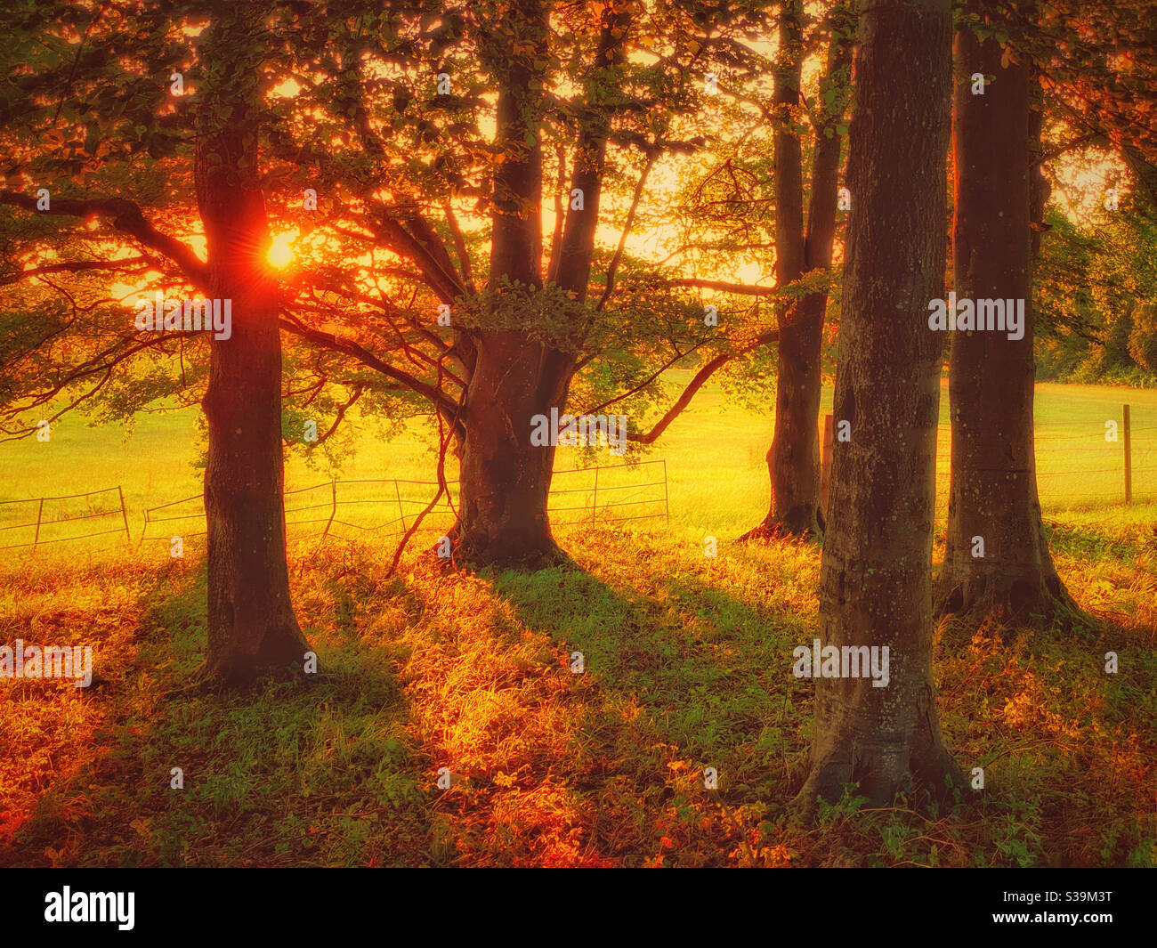 An warm & inviting Golden hour landscape of a group of trees surrounded by a wire fence. It was a sight to behold! Photo Credit - ©️ COLIN HOSKINS. - Smartphone Captured Stock Image