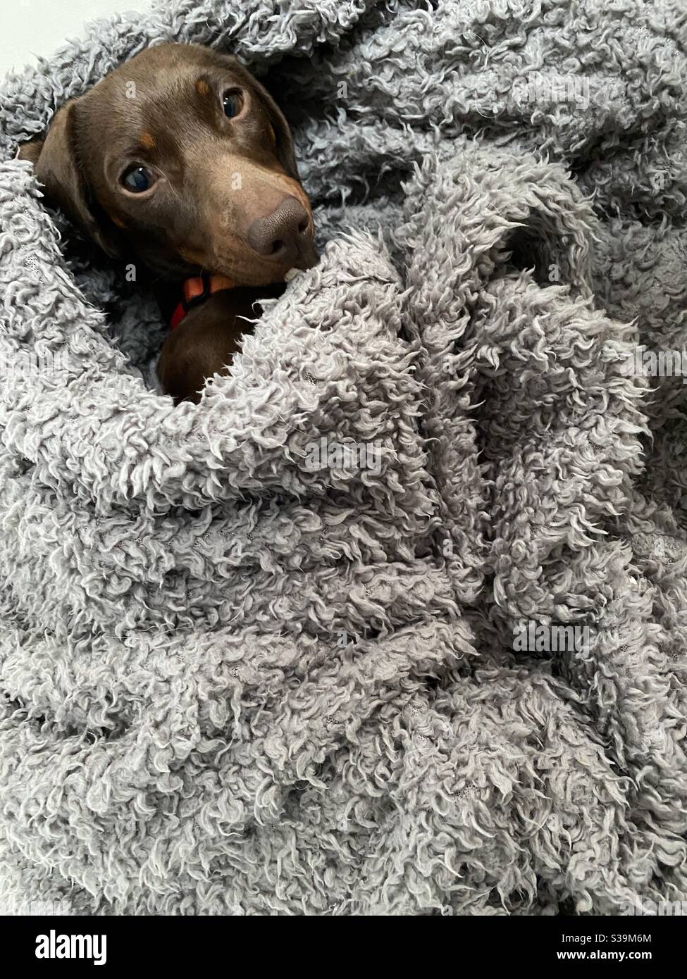 Sausage dog dachshund in a blanket Stock Photo Alamy