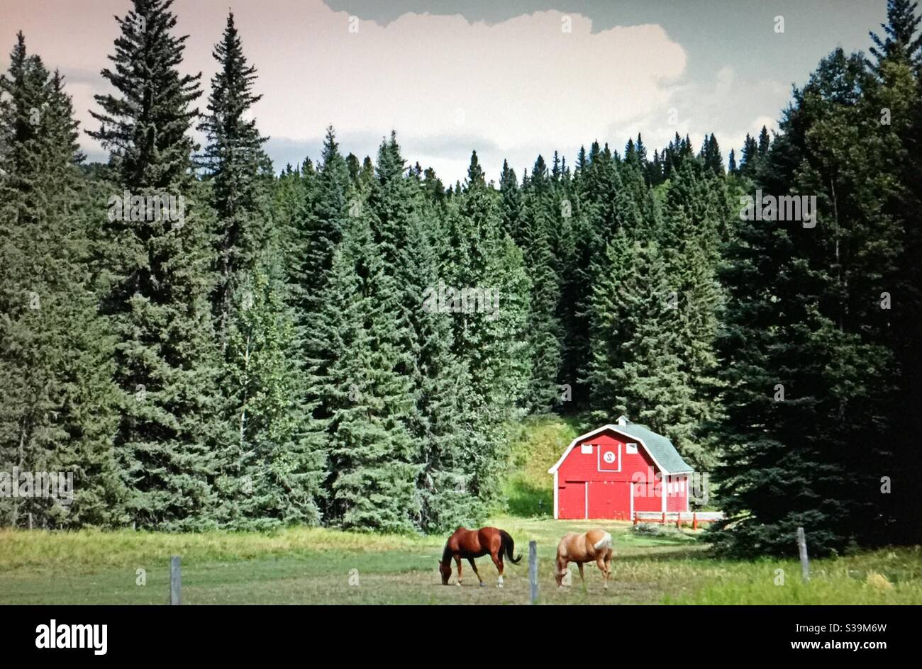 Travelling Alberta, agriculture, two, horses, barn, meadow, foraging, eating, evergreens, grass Stock Photo